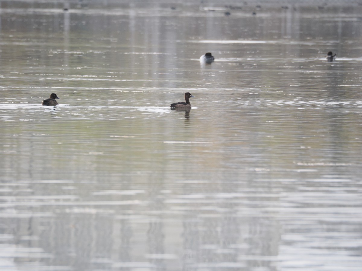 Tufted Duck - ML645250125