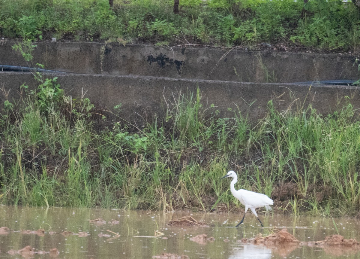 Little Egret - ML645250127