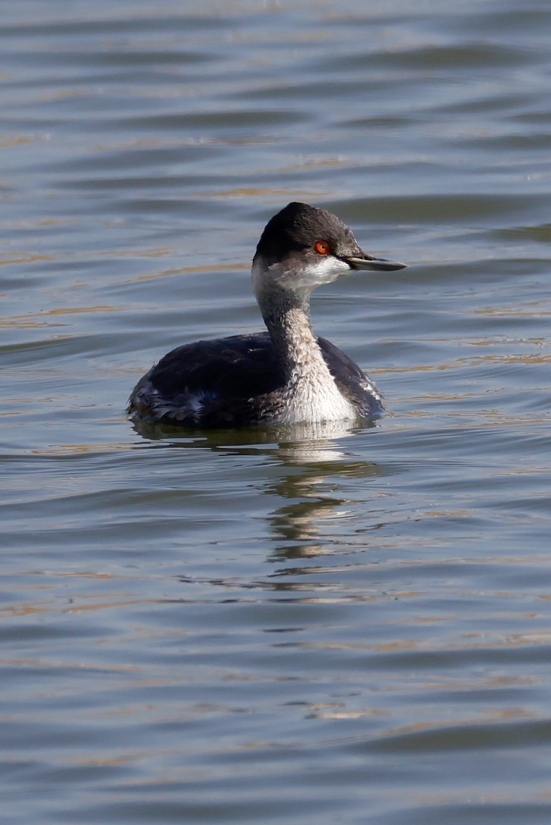 ハジロカイツブリ - ML645250133