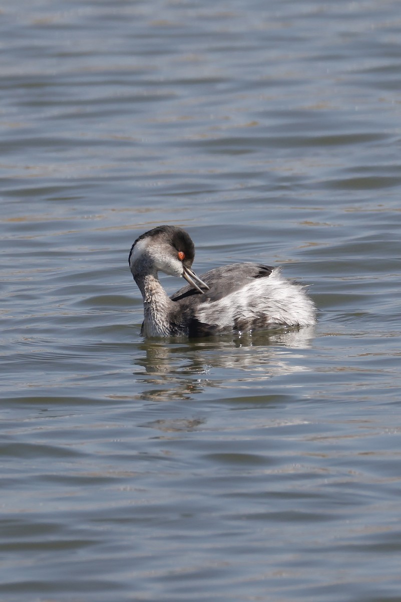 ハジロカイツブリ - ML645250134