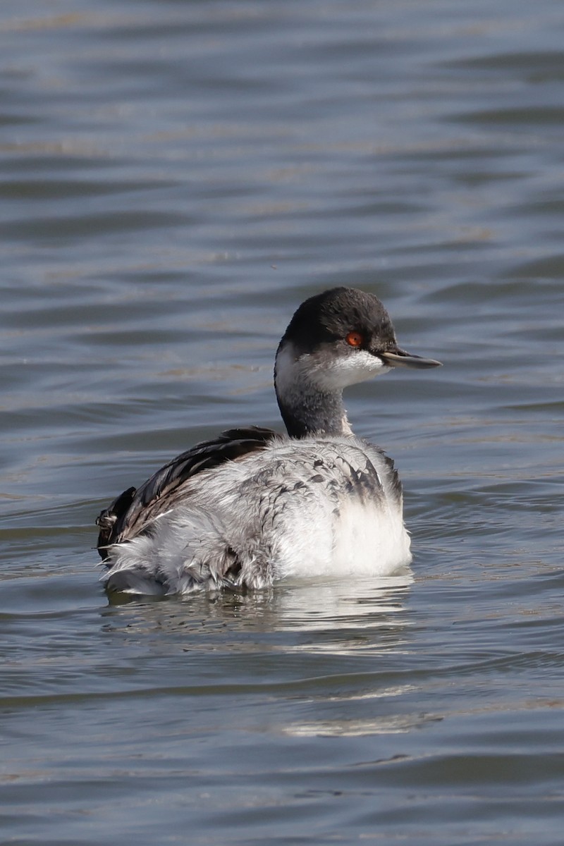 ハジロカイツブリ - ML645250135