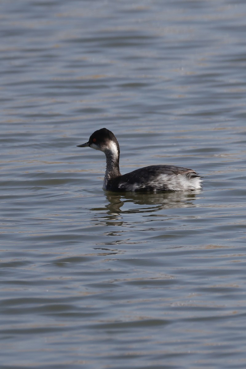 ハジロカイツブリ - ML645250136