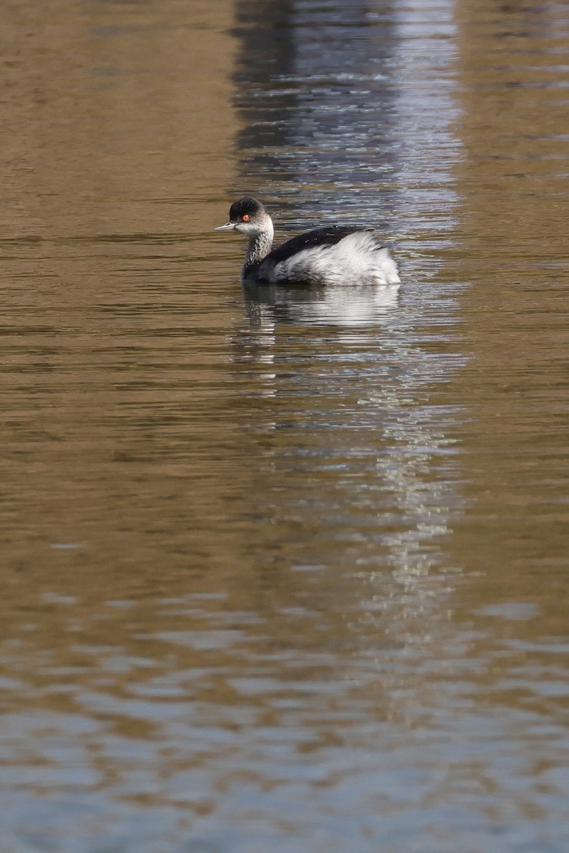 ハジロカイツブリ - ML645250137