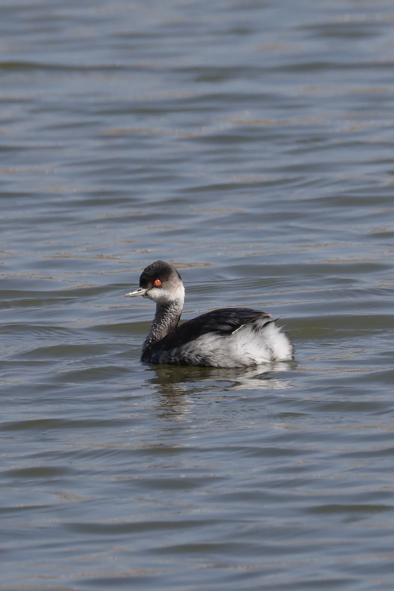 ハジロカイツブリ - ML645250138