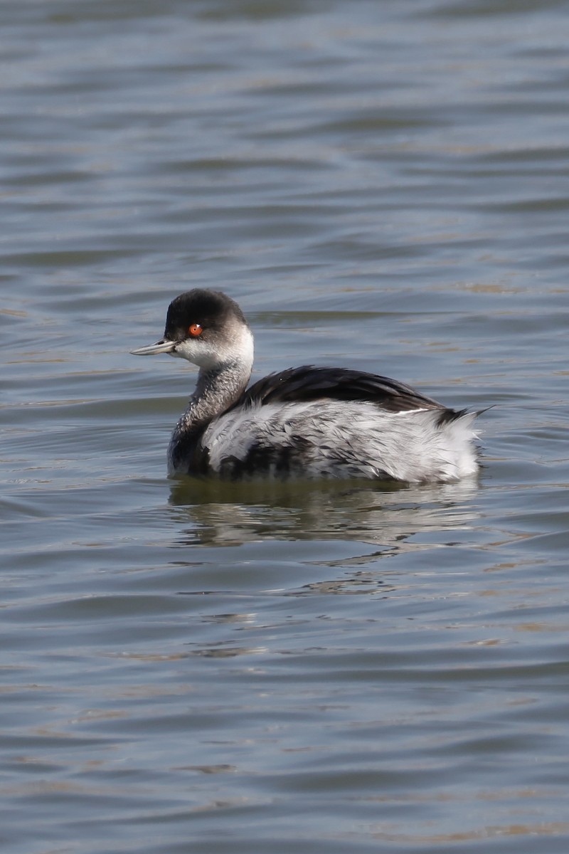 ハジロカイツブリ - ML645250139