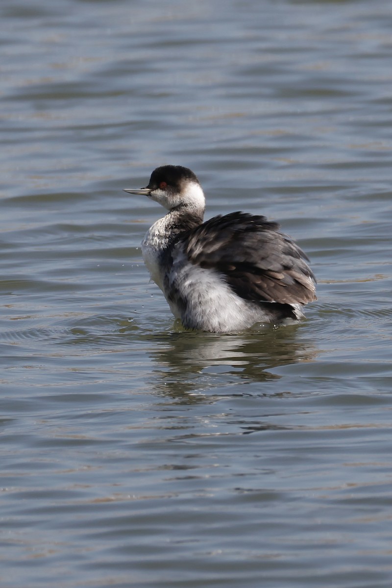 ハジロカイツブリ - ML645250140