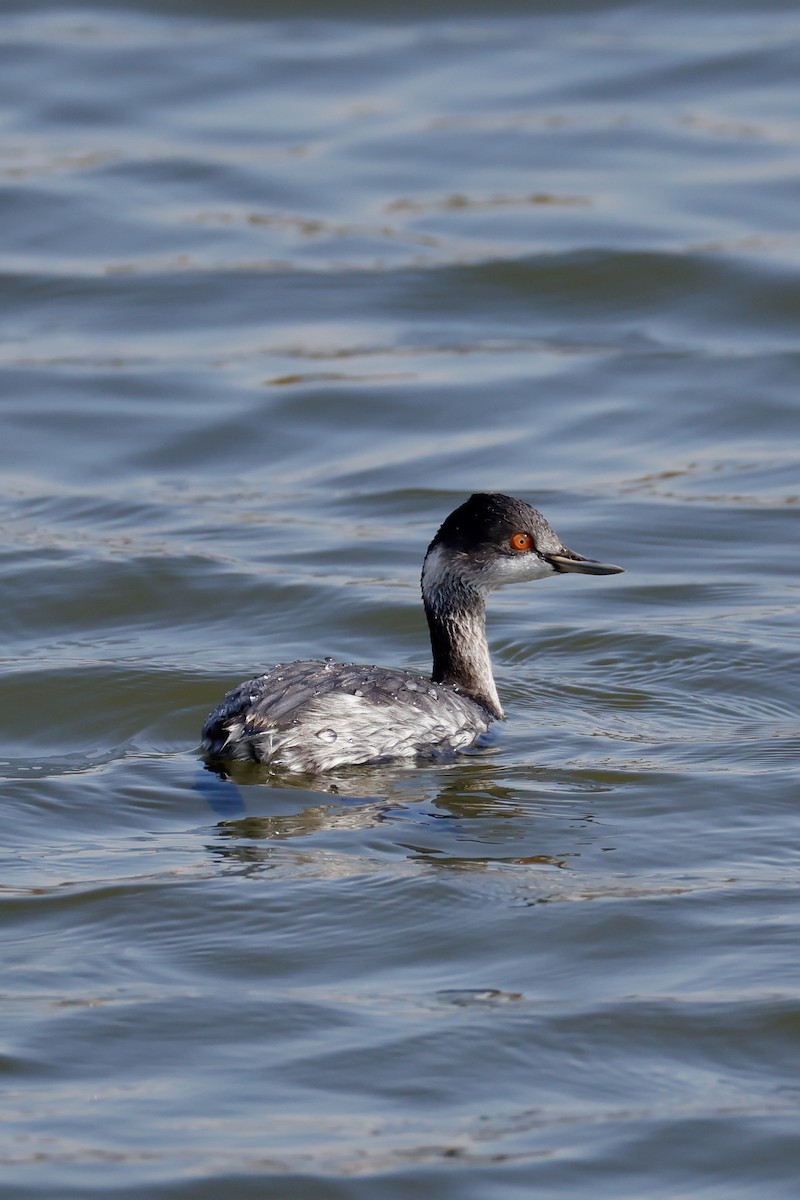 ハジロカイツブリ - ML645250141