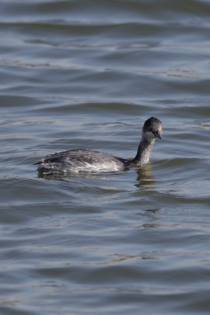 ハジロカイツブリ - ML645250142