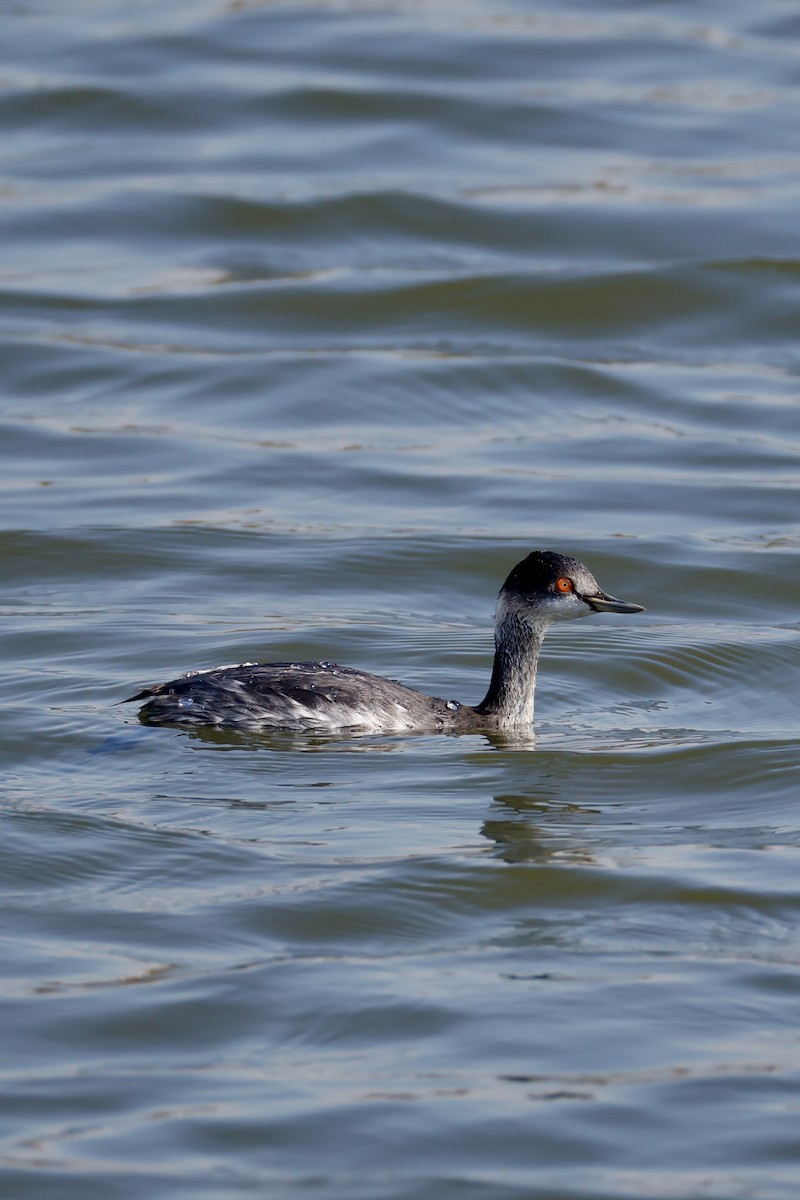 ハジロカイツブリ - ML645250143