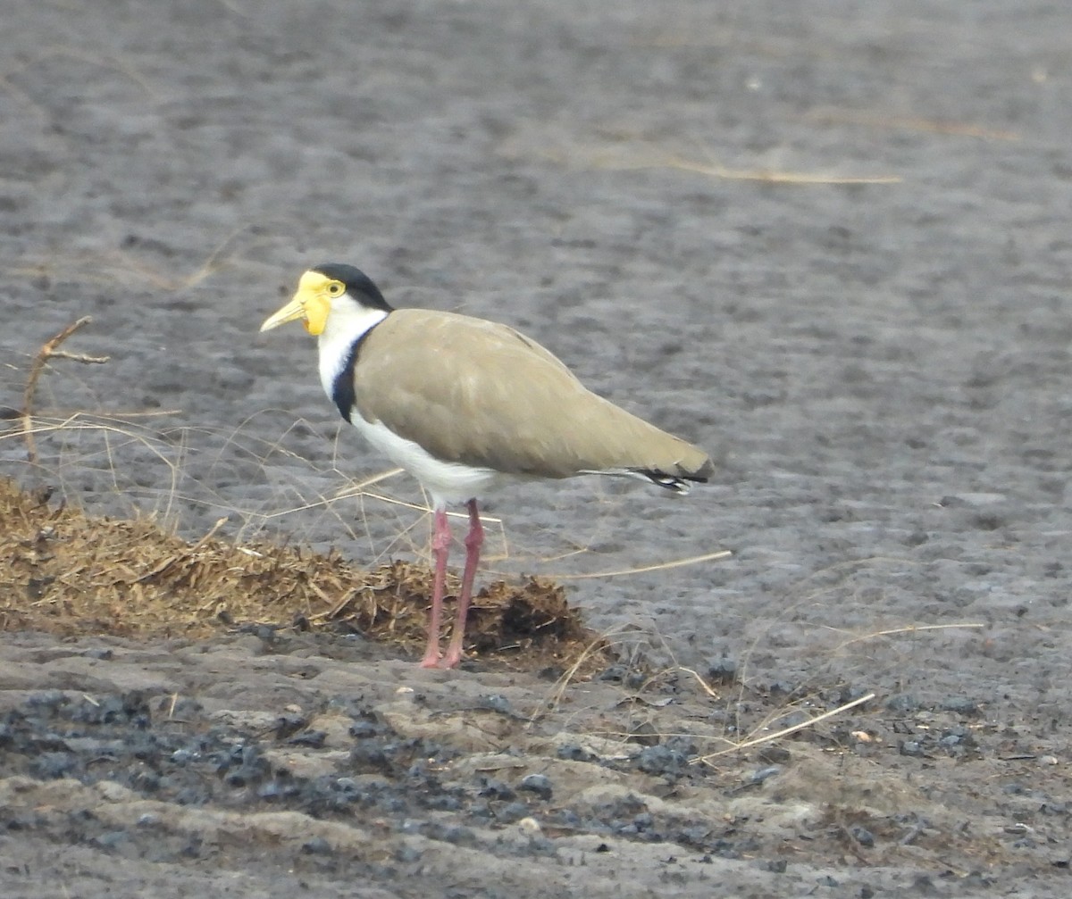 Masked Lapwing (Black-shouldered) - ML645250202