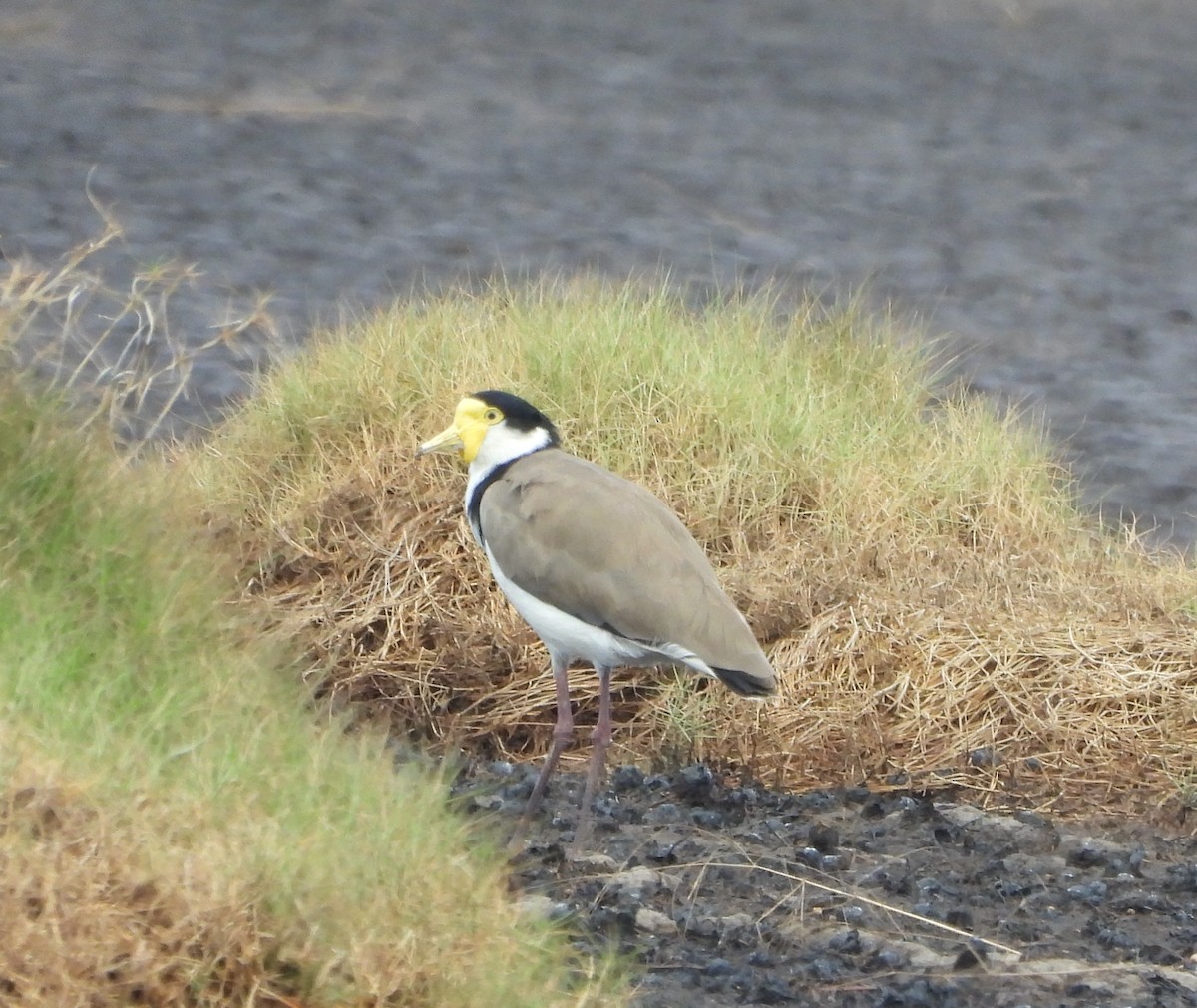 Masked Lapwing (Black-shouldered) - ML645250203