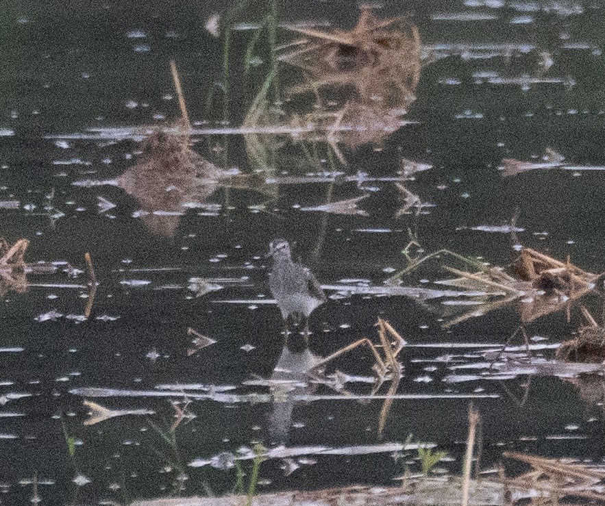 タカブシギ - ML645250209