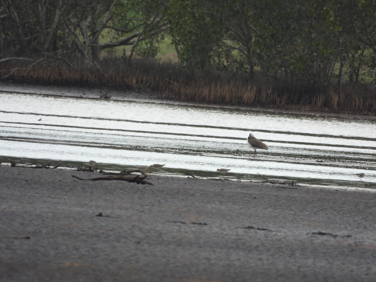 Masked Lapwing (Black-shouldered) - ML645250220