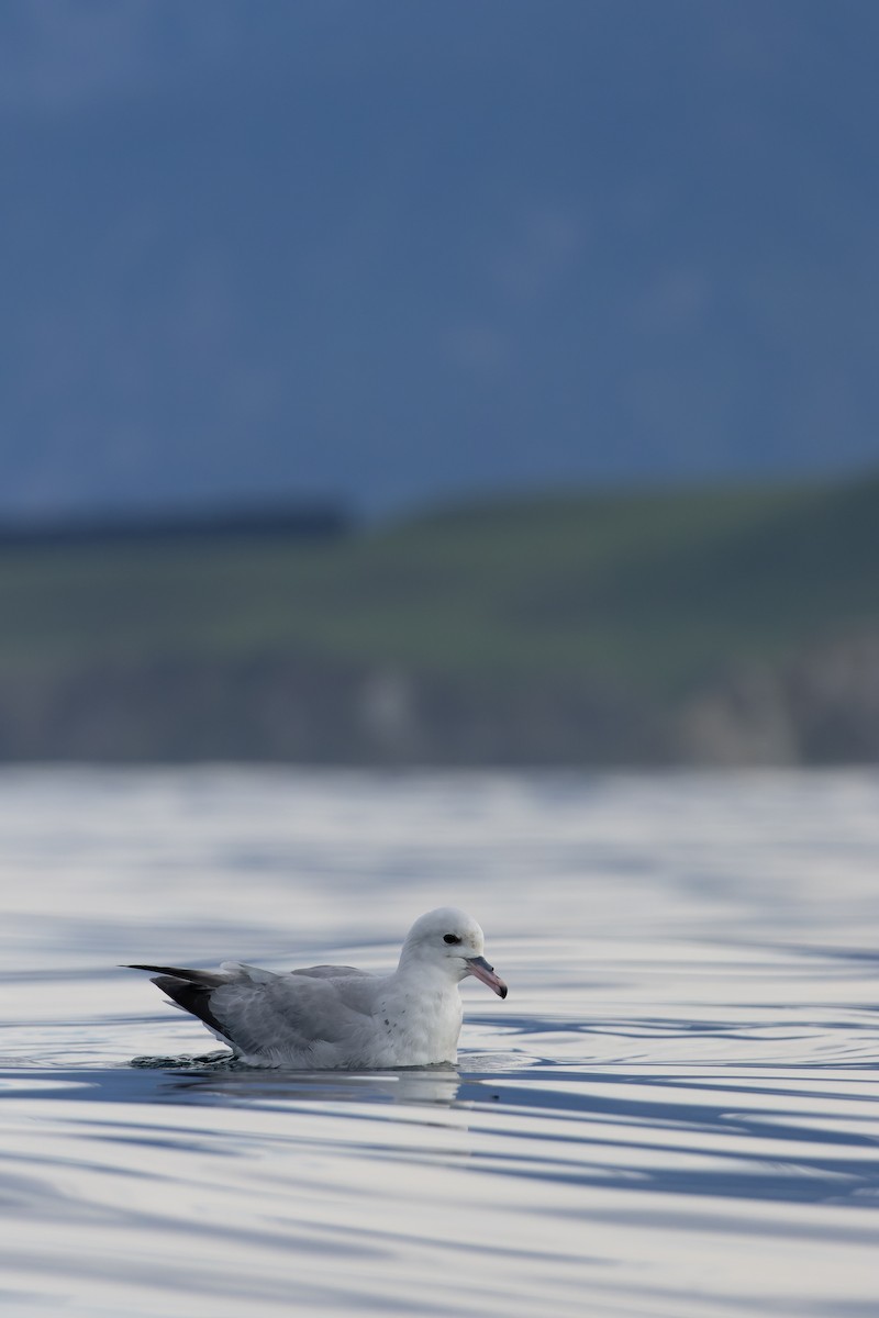 Southern Fulmar - ML645250231