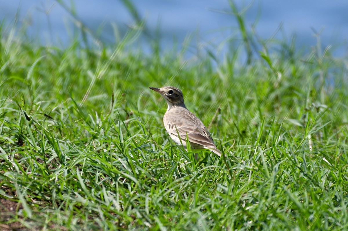 Richard's Pipit - ML645250239