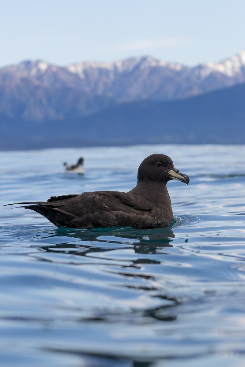 Westland Petrel - ML645250244