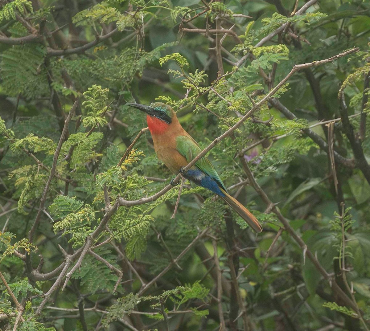 Red-throated Bee-eater - ML645250246