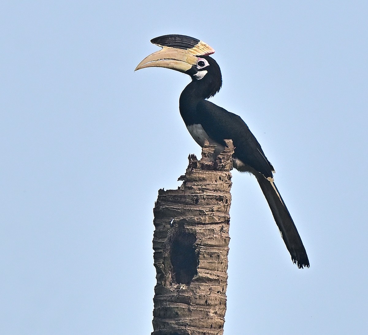 Malabar Pied-Hornbill - ML645250247