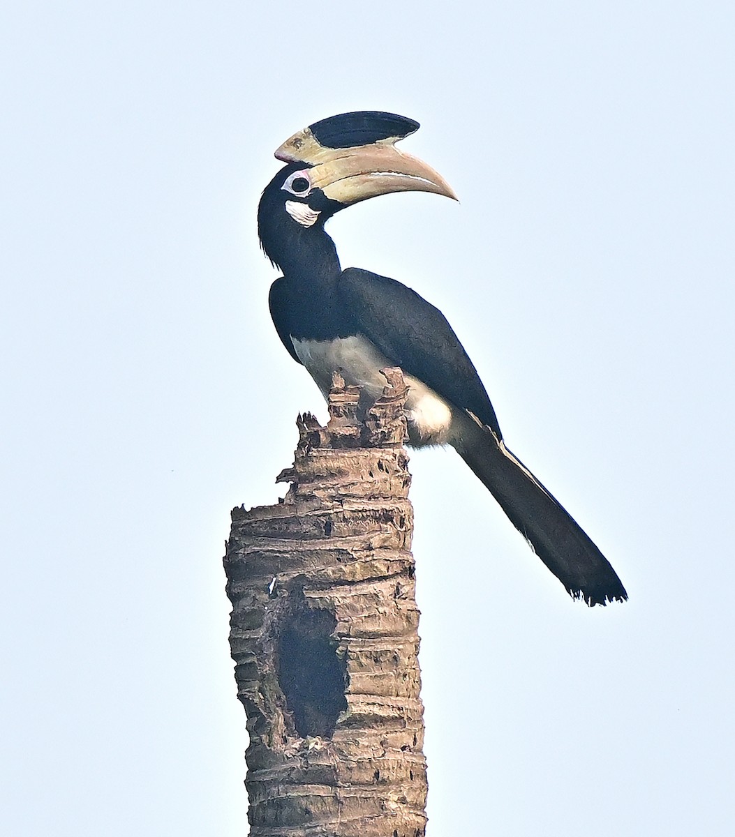 Malabar Pied-Hornbill - ML645250248