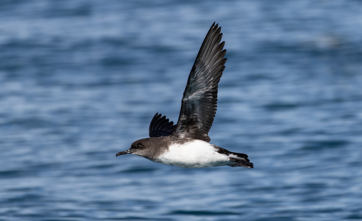 Hutton's Shearwater - ML645250251