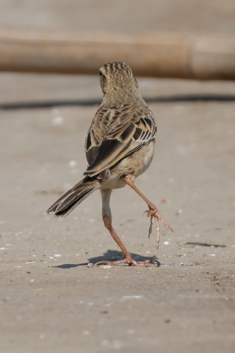 Richard's Pipit - ML645250255