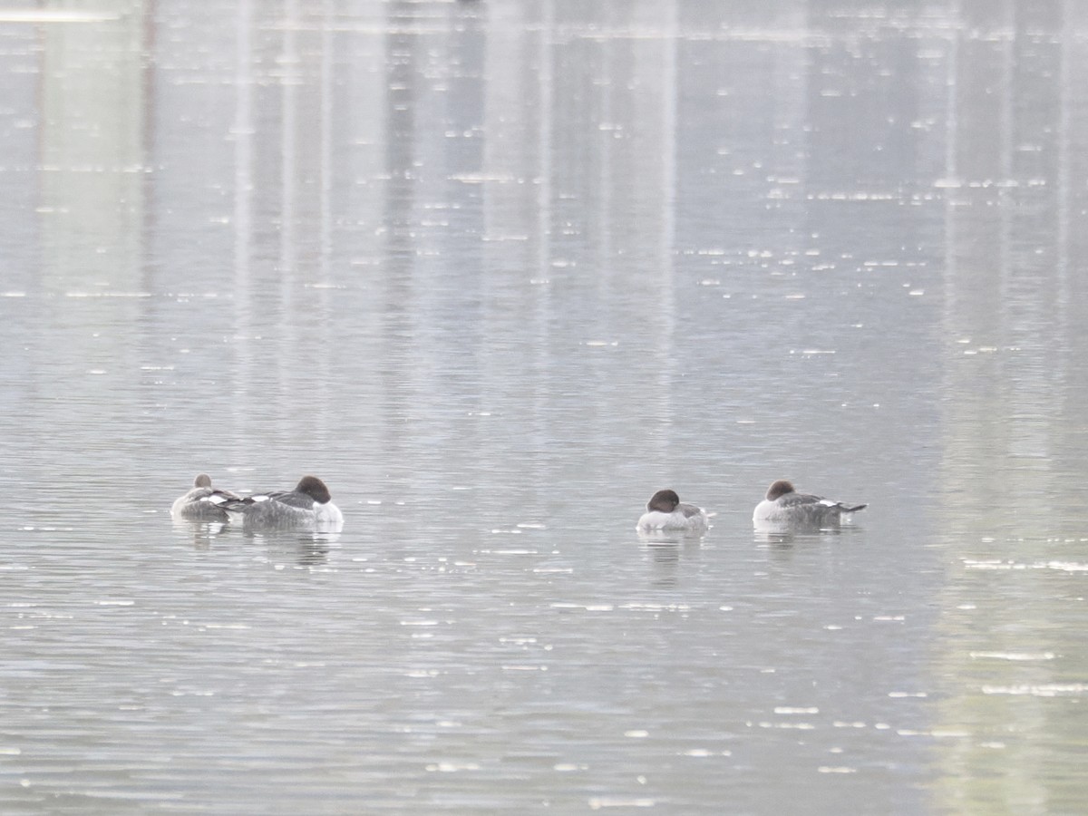 Common Goldeneye - ML645250256