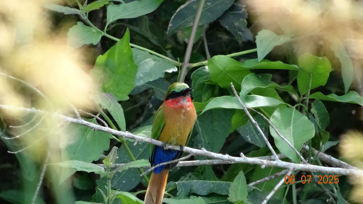 Red-throated Bee-eater - ML645250261