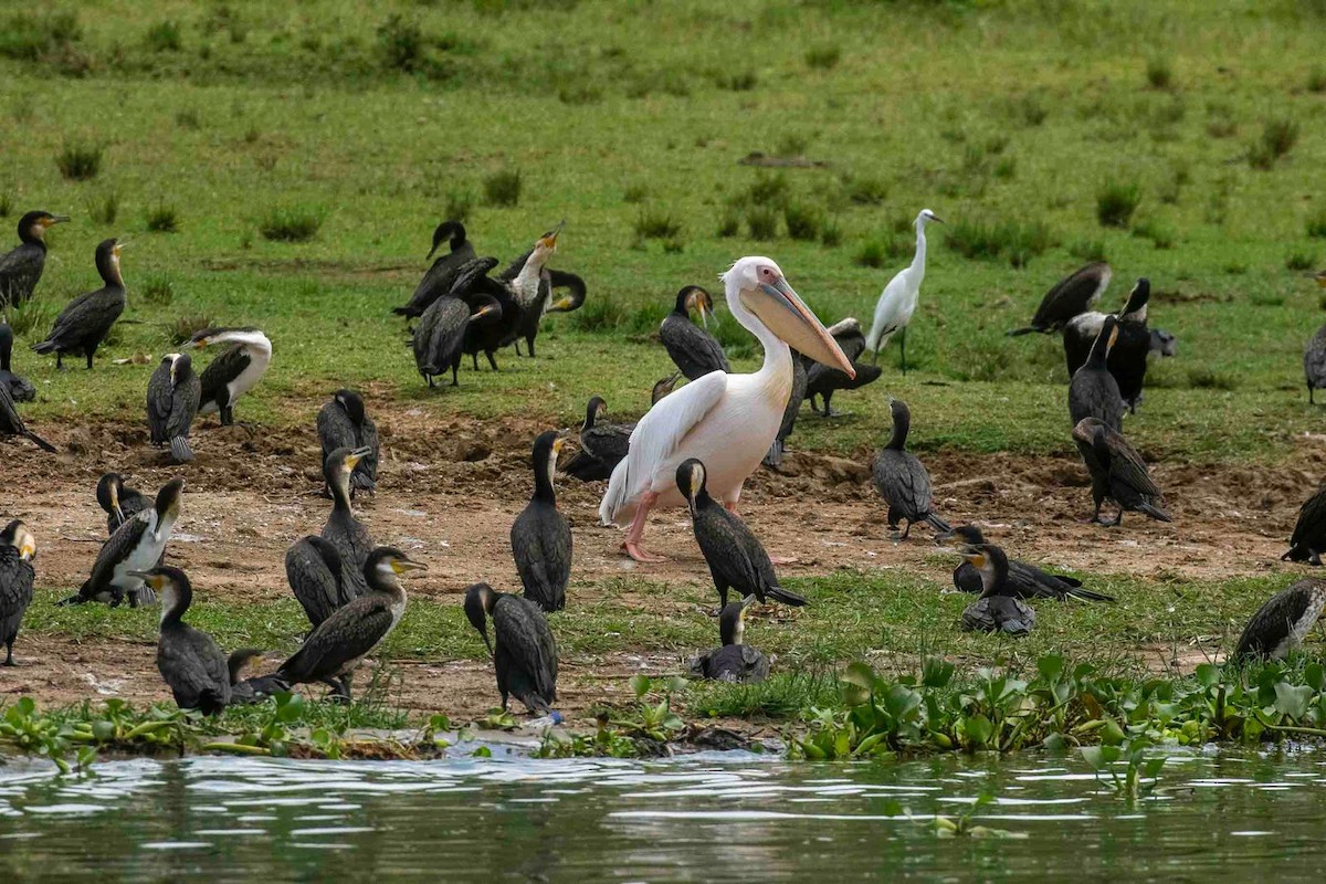 Great Cormorant - ML645250273