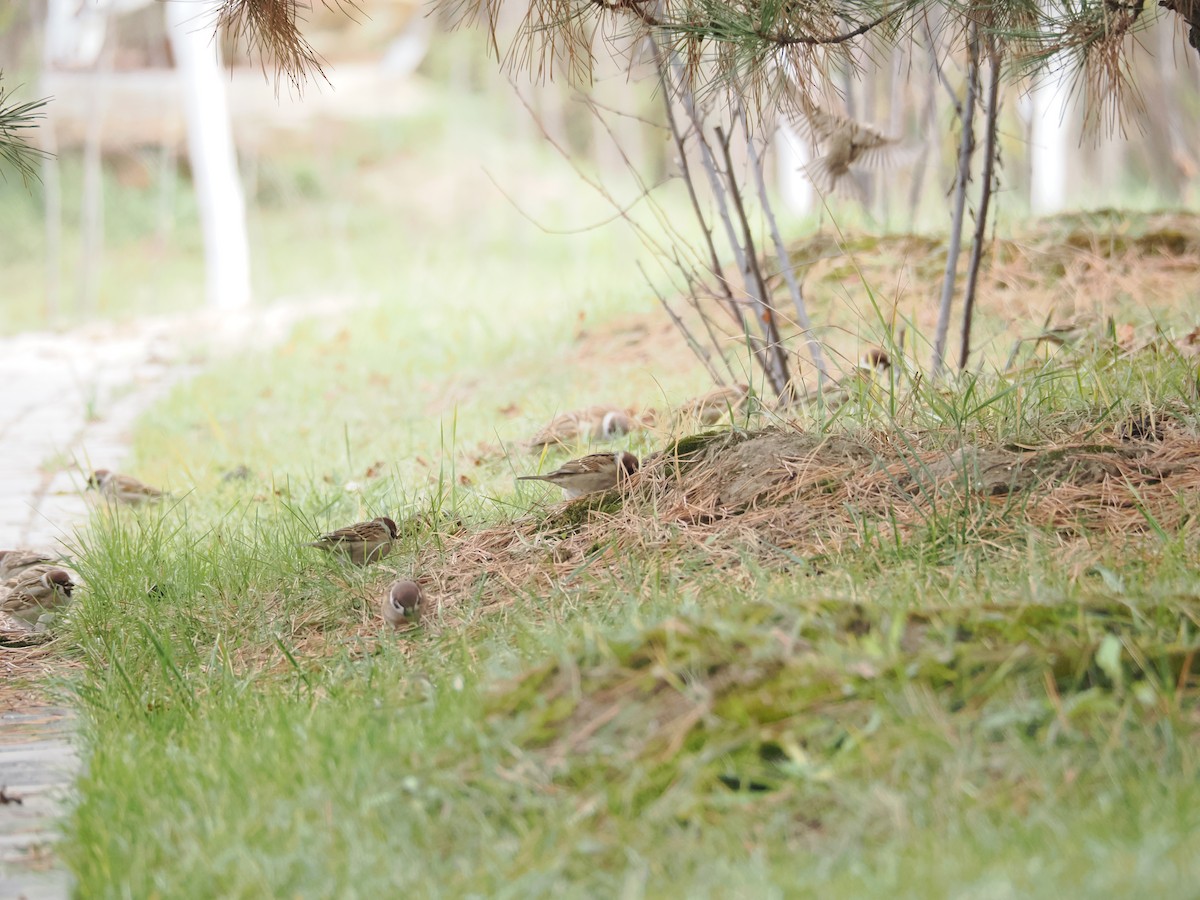 Feldsperling - ML645250283