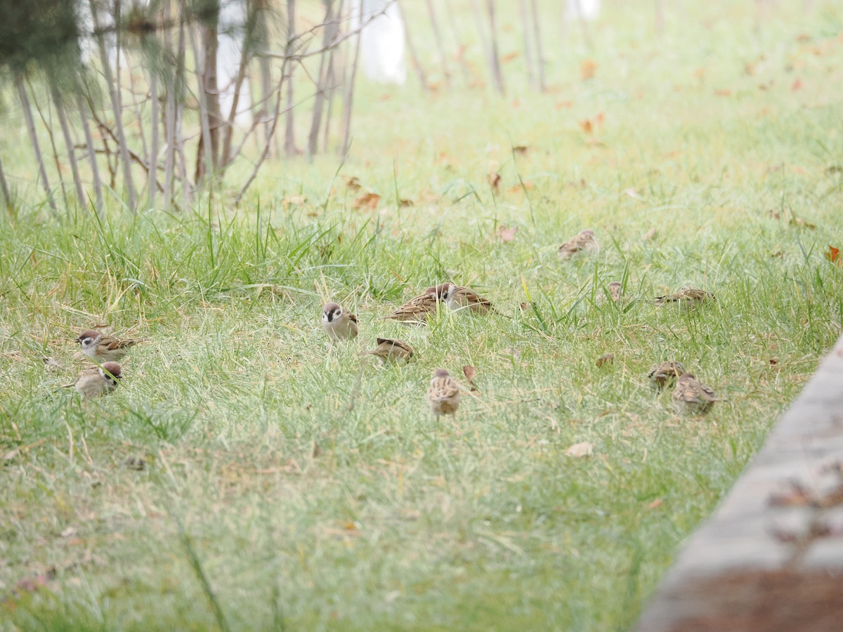 Feldsperling - ML645250284