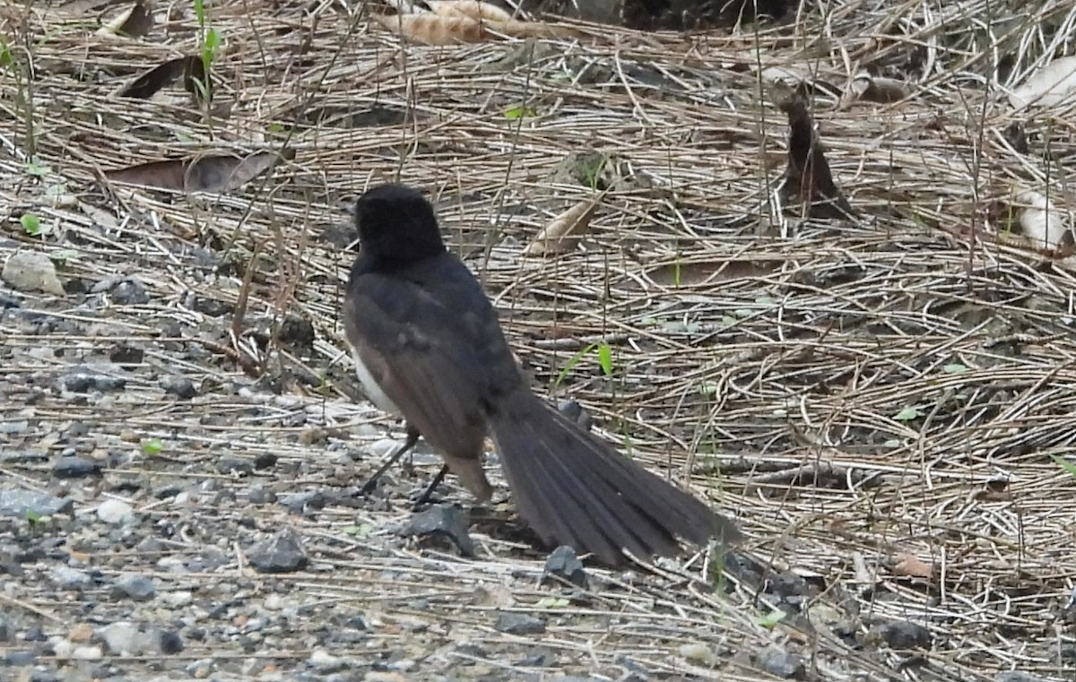 Gartenfächerschwanz - ML645250305