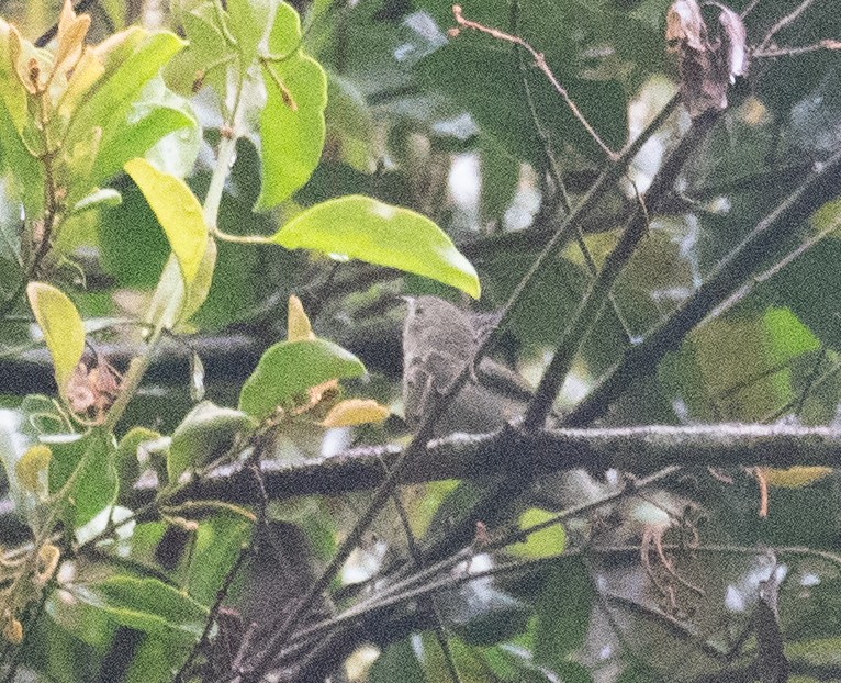 Einfarb-Mistelfresser - ML645250330