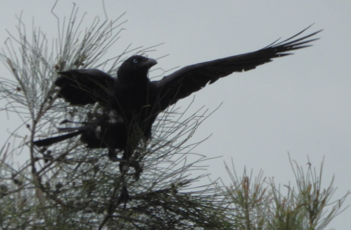 Torreskrähe - ML645250332