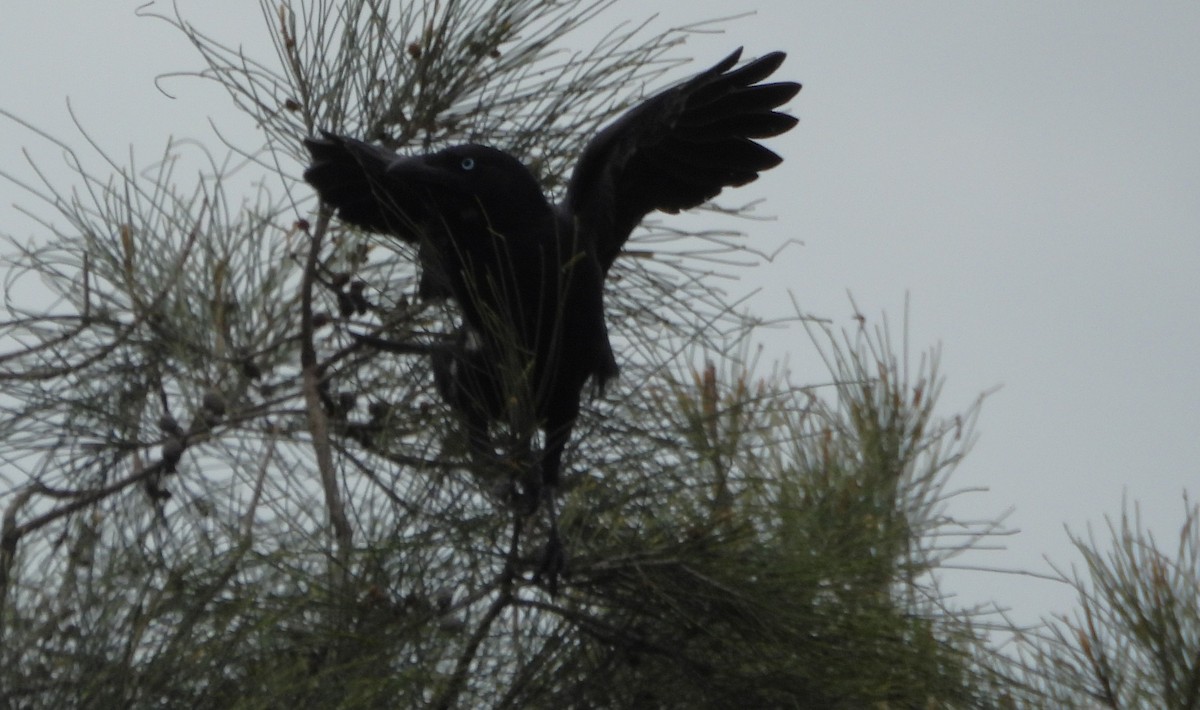 Torreskrähe - ML645250333