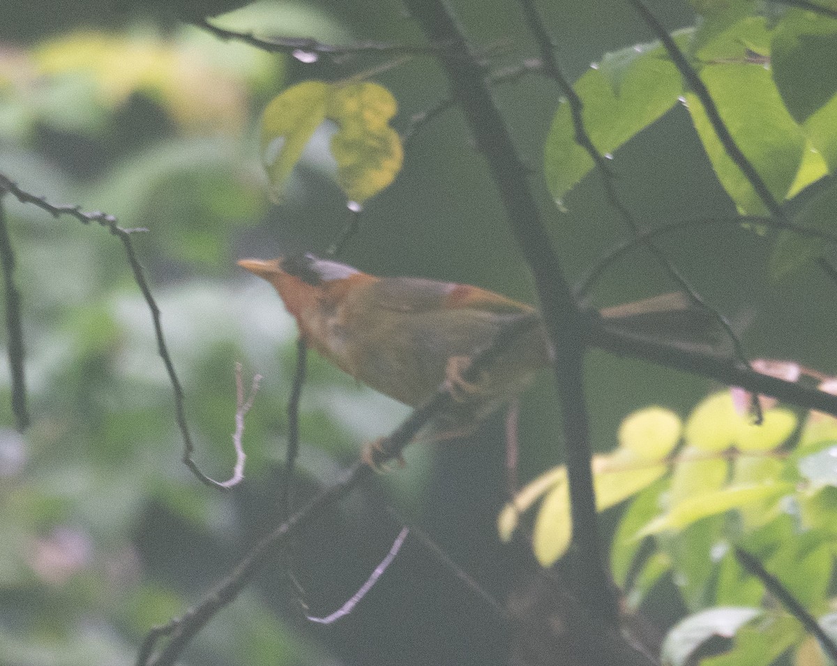 Silberohr-Sonnenvogel - ML645250334