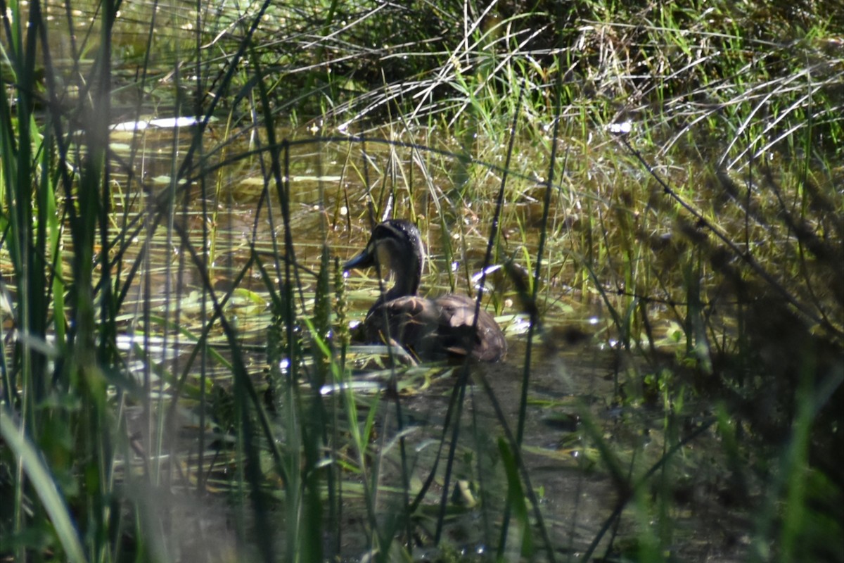 Augenbrauenente - ML645250335