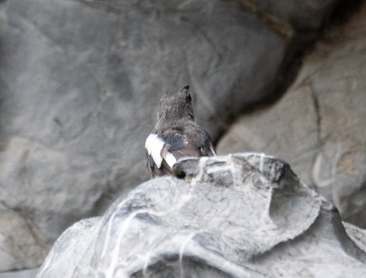 Dajalschama - ML645250337