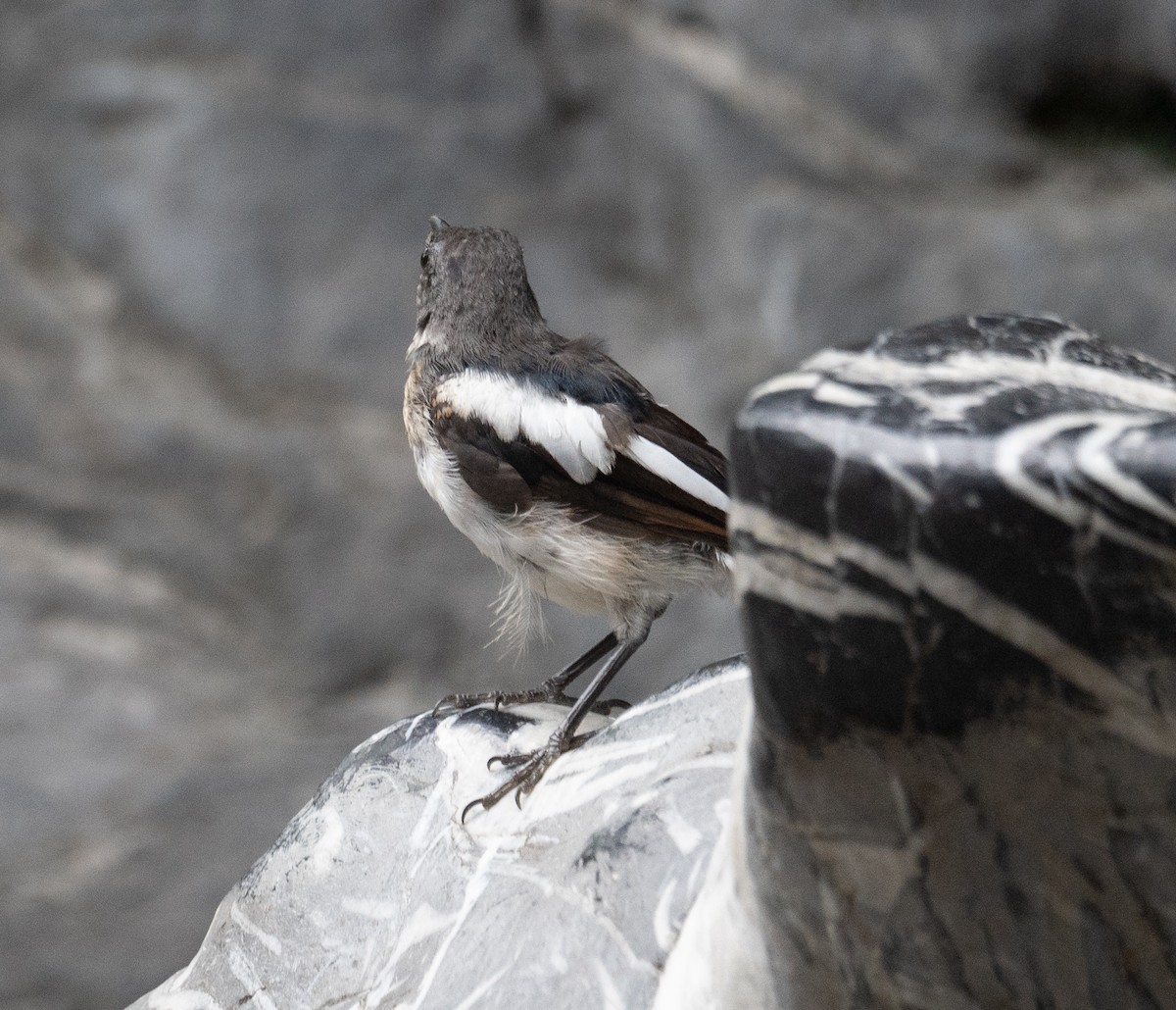 Dajalschama - ML645250338