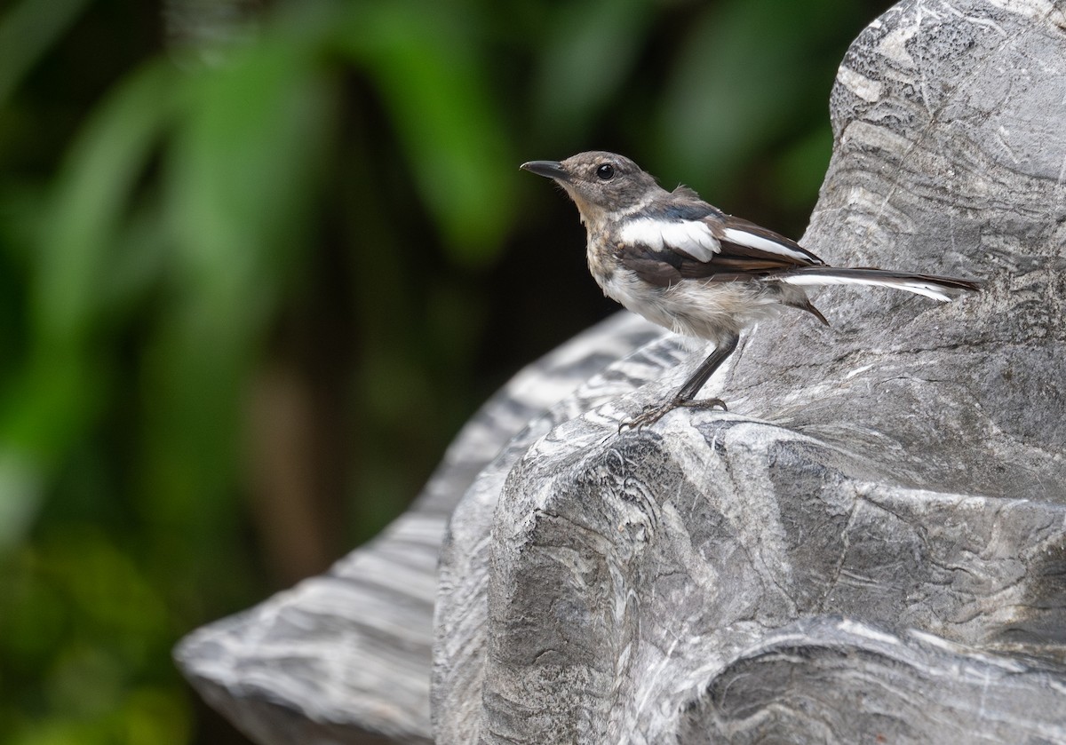 Dajalschama - ML645250339