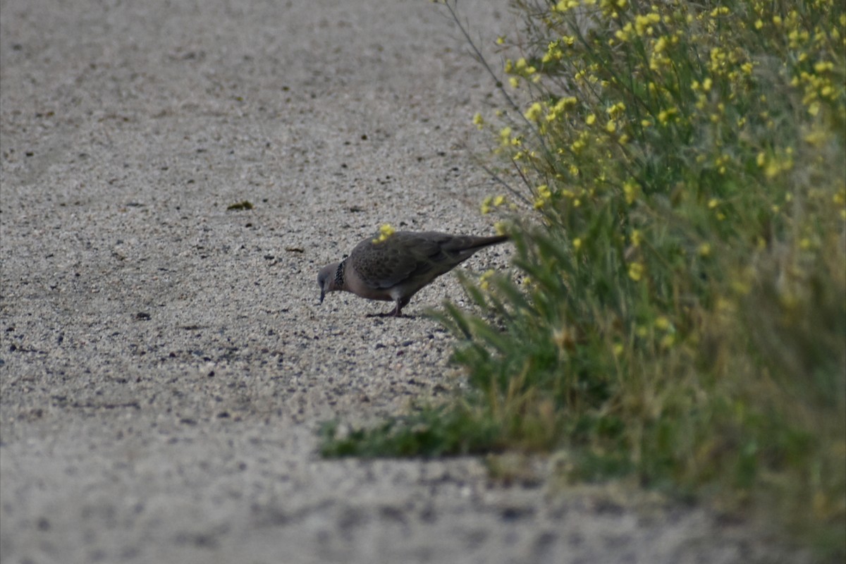 Perlhalstaube - ML645250340