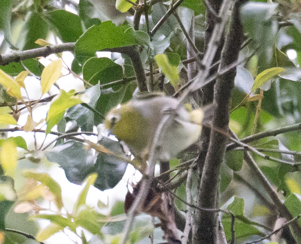 Swinhoebrillenvogel - ML645250341