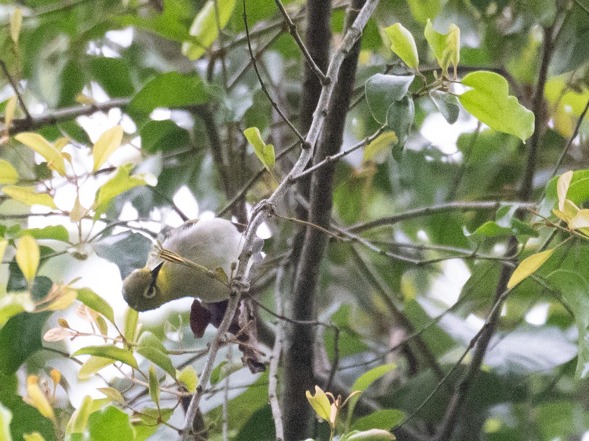 Swinhoebrillenvogel - ML645250342