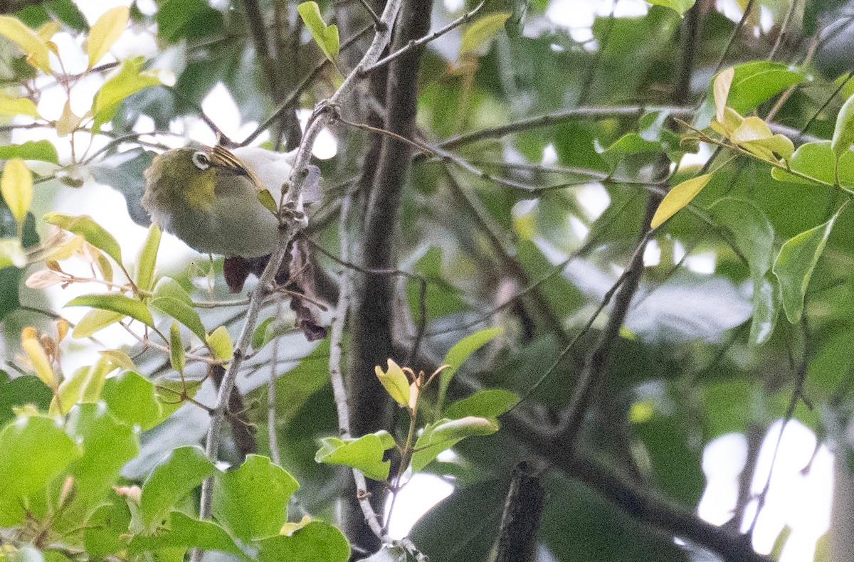 Swinhoebrillenvogel - ML645250343