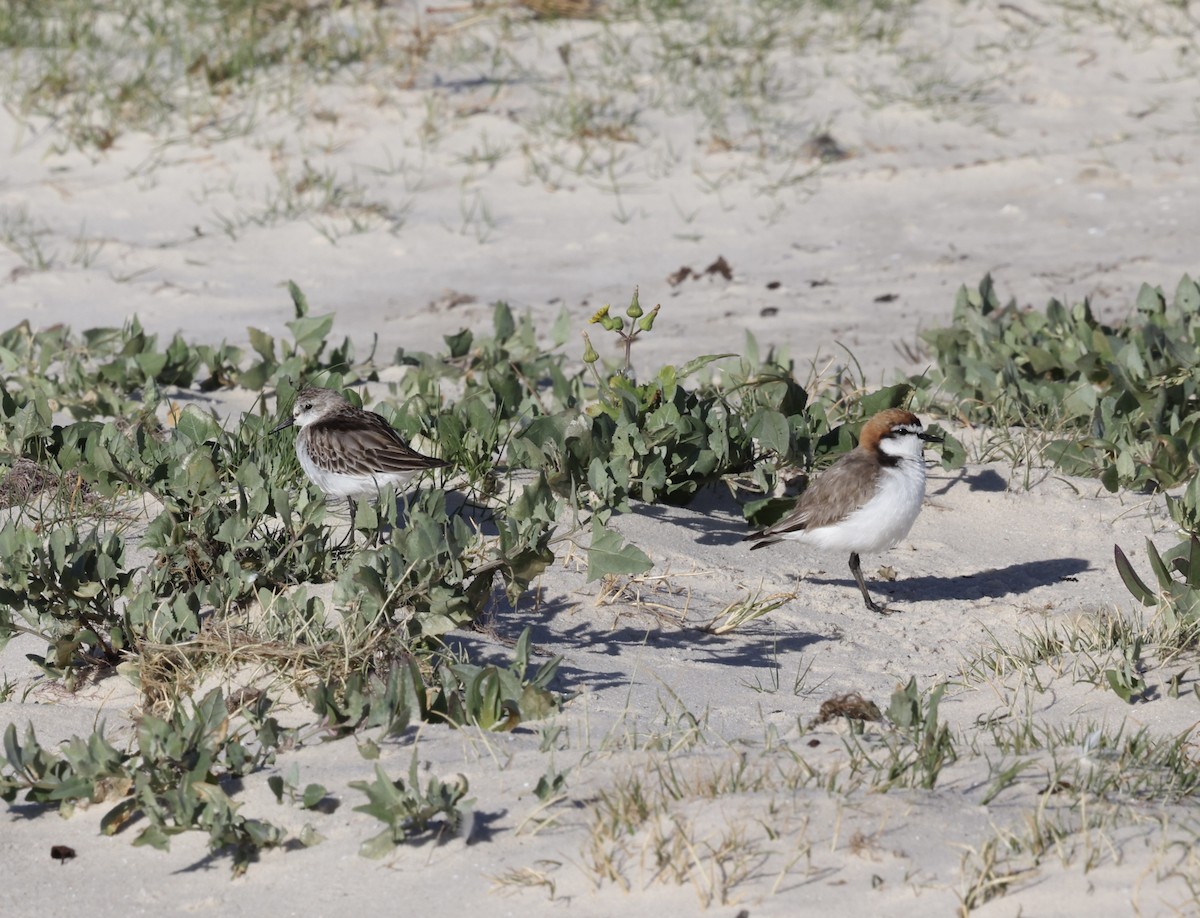 Rotkopf-Regenpfeifer - ML645250344