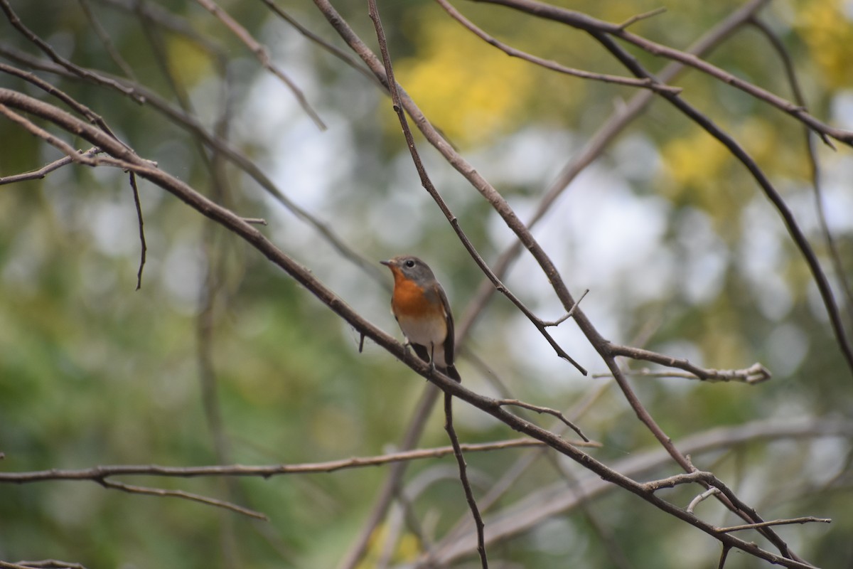 Zwergschnäpper - ML645250345