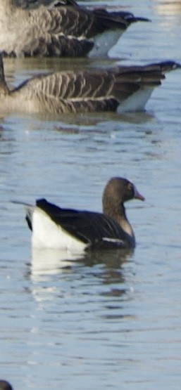 Zwerggans - ML645250346