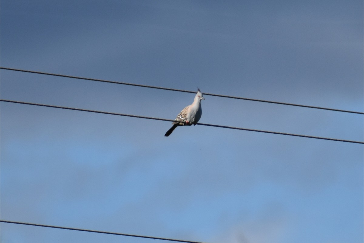 Spitzschopftaube - ML645250348