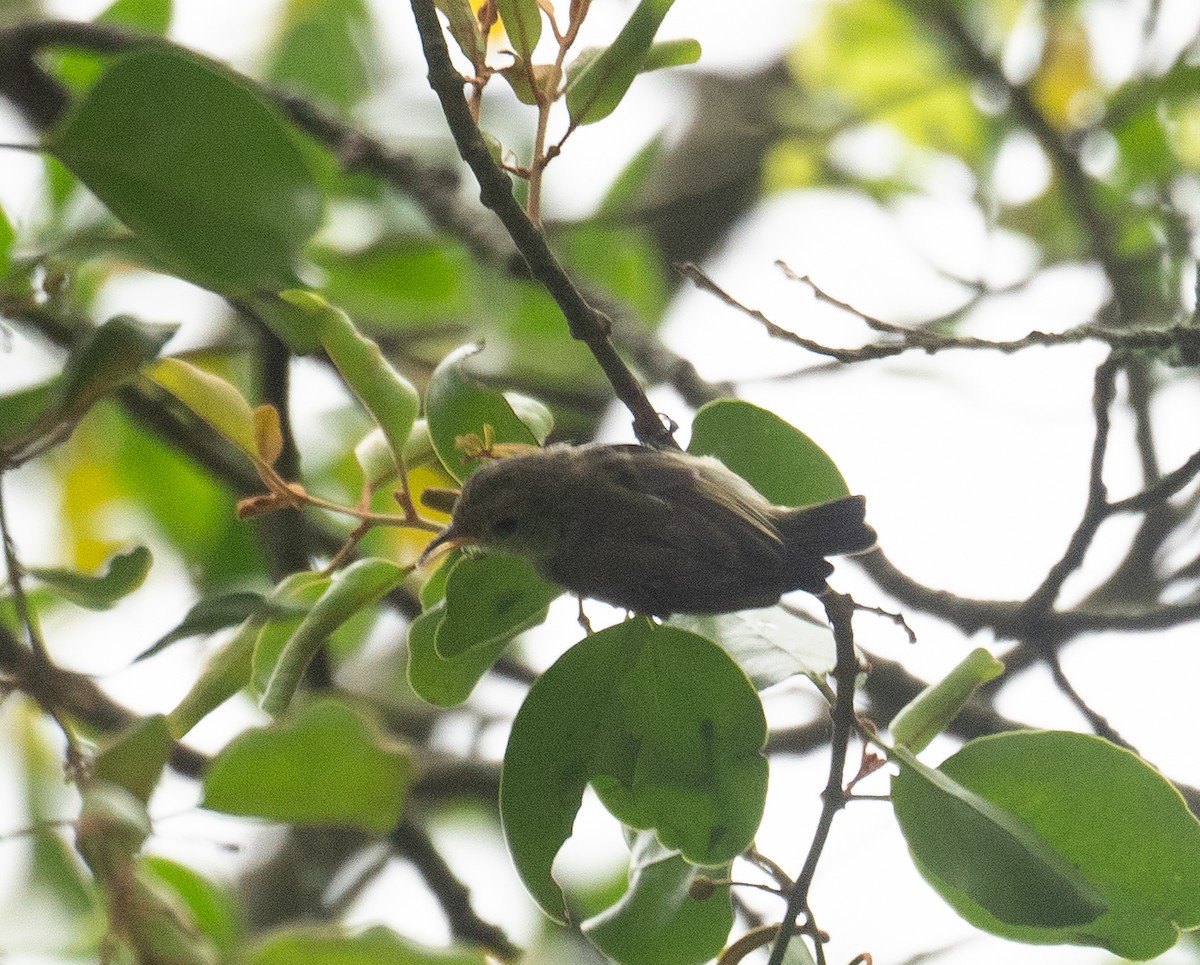 Einfarb-Mistelfresser - ML645250349