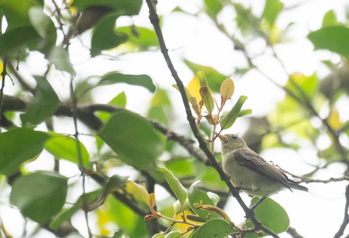 Einfarb-Mistelfresser - ML645250350