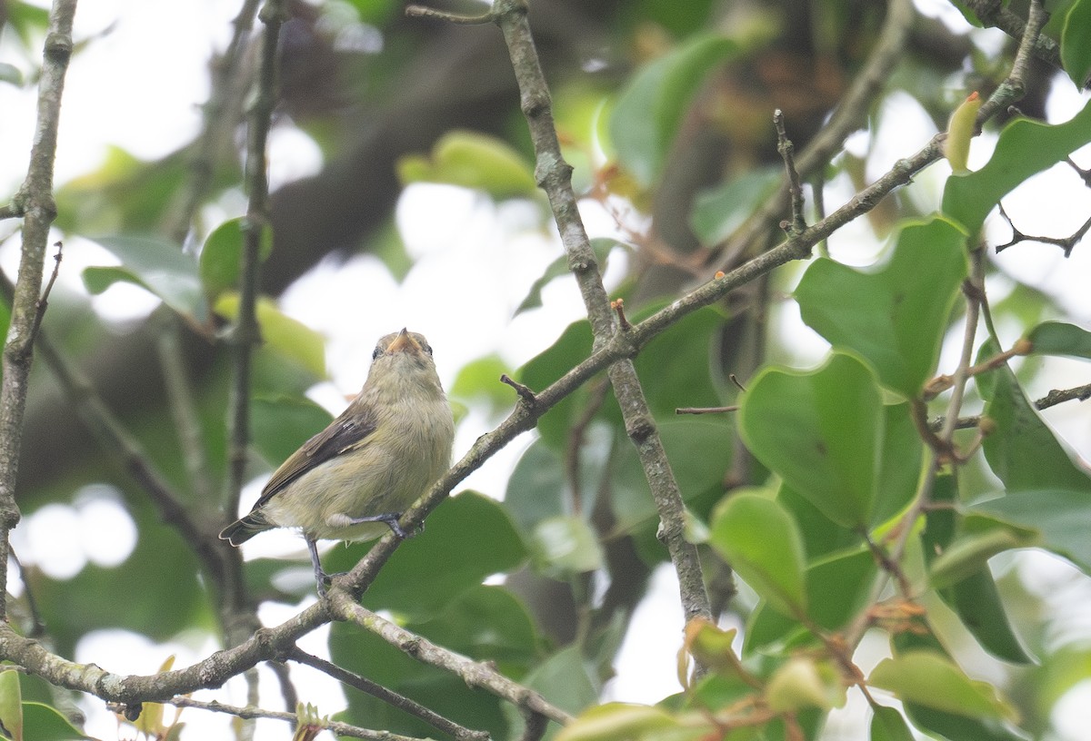 Einfarb-Mistelfresser - ML645250351